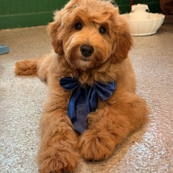 Jess Rona Grooming - A beautifully groomed boy! - Pet Groomers Near Me - Los Angeles, California