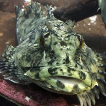 Seaside Aquarium - Aquariums Near Me - Seaside, Oregon Seaside Aquarium - Aquariums Near Me - Seaside, Oregon