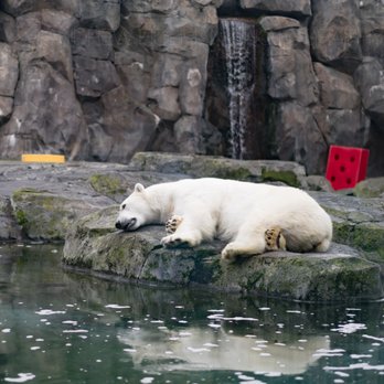 The Alaska Zoo - lazy Polar Bear - Zoos Near Me - Anchorage, Alaska The Alaska Zoo - lazy Polar Bear - Zoos Near Me - Anchorage, Alaska