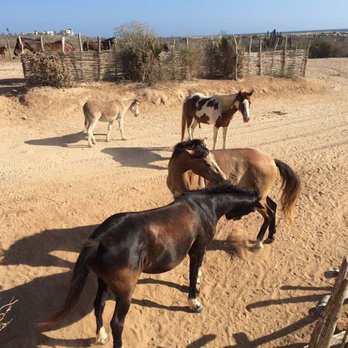 Rancho Carisuva - Horseback Riding Near Me - Cabo San Lucas, BCS Rancho Carisuva - Horseback Riding Near Me - Cabo San Lucas, BCS