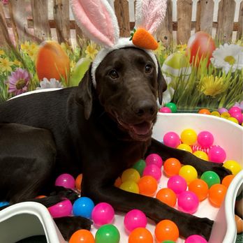 Camp Bow Wow - Hoppy Easter - another fun enrichment - Pet Training Near Me - Sandy, Utah