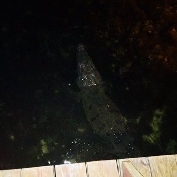Captain's Cove - Willie the resident crocodile. - Seafood Near Me - Cancún, ROO Captain's Cove - Willie the resident crocodile. - Seafood Near Me - Cancún, ROO