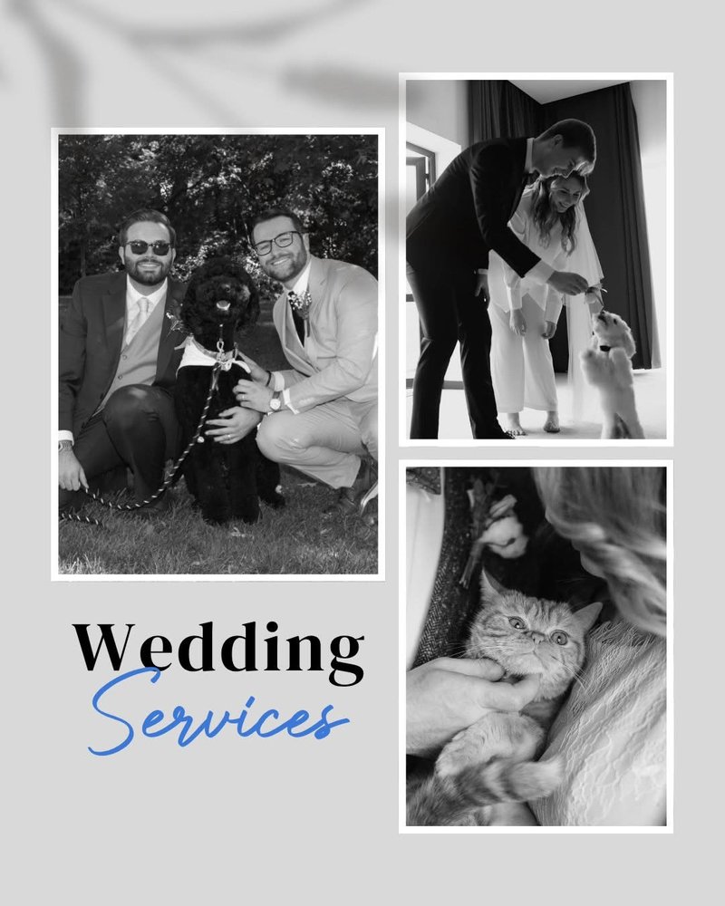 Fetch! Pet Care East Hollywood Image
