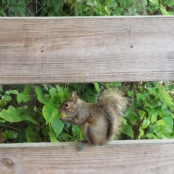 The Blue Gator - Feeding the gator tots to a squirrel bc my daughter didn't like them lol cutie - Seafood Near Me - Dunnellon, Florida