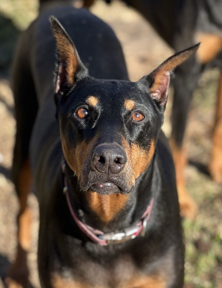 GRAND PARK ANIMAL CLINIC Updated October 2024 24 Photos & 22 Reviews 830 S Mason Rd, Katy