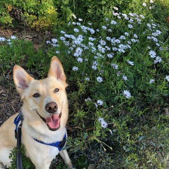 EveryDog - Kylo being a good boy on his walk now! - Pet Training Near Me - Tustin, California EveryDog - Kylo being a good boy on his walk now! - Pet Training Near Me - Tustin, California