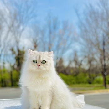 Pink Paws Cattery - Pet Breeders Near Me Pink Paws Cattery - Pet Breeders Near Me
