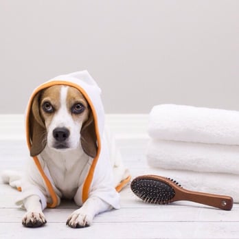 Splash Groom - Because they are family! - Pet Groomers Near Me Splash Groom - Because they are family! - Pet Groomers Near Me