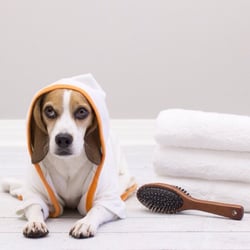 Splash Groom - Because they are family!