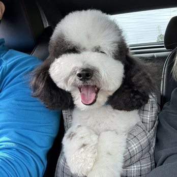 Oh My Dog - Fresh haircut! - Pet Groomers Near Me - Foster City, California