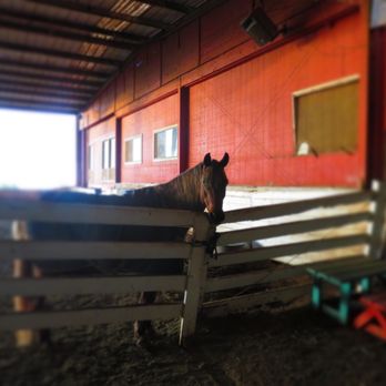 Jilans Stable - Horseback Riding Near Me - Honolulu, Hawaii Jilans Stable - Horseback Riding Near Me - Honolulu, Hawaii