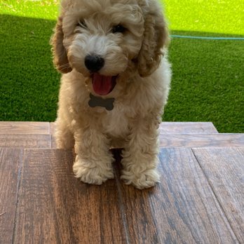 California Dulce Doodles - Picture perfect - Pet Breeders Near Me