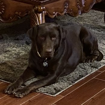 Acoma Training Center - Coco - Pet Training Near Me - Albuquerque, New Mexico