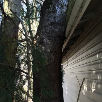Rose Tree Service & Vegetation Management - Tree Services Near Me Rose Tree Service & Vegetation Management - Tree Services Near Me