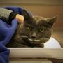 Photo of Cherry Hill Animal Hospital