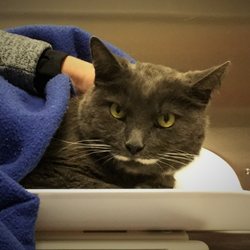 Cherry Hill Animal Hospital - Stache the cat is dressed to impress 24/7. Nervous kitties can have their exams done wherever is most comfortable