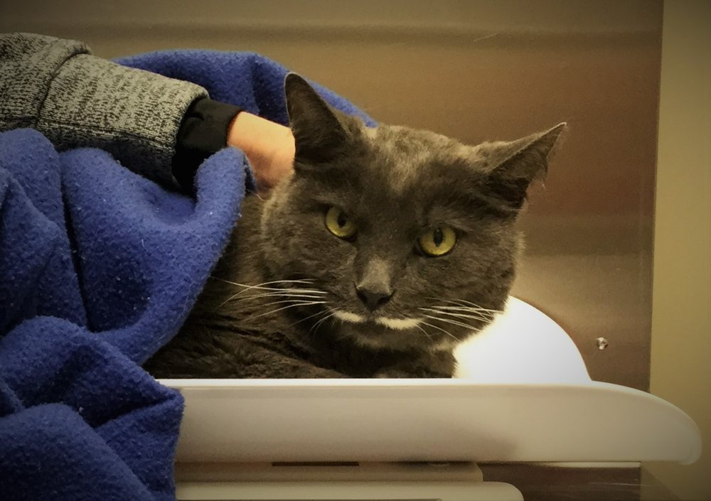 Photos of CHERRY HILL ANIMAL HOSPITAL Updated August 2024 10 Photos