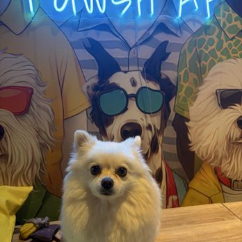 Pure Pawsh - Pet Stores Near Me - San Diego, California Pure Pawsh - Pet Stores Near Me - San Diego, California
