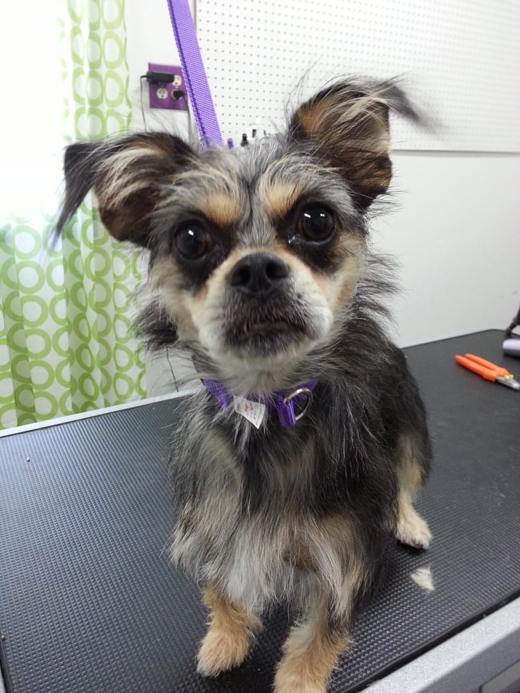 TIPS TERRIE’S INDY PET SPA 10 Photos 8728 Sunningdale Blvd