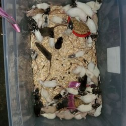 Deep Dark Reptiles - We carry rats