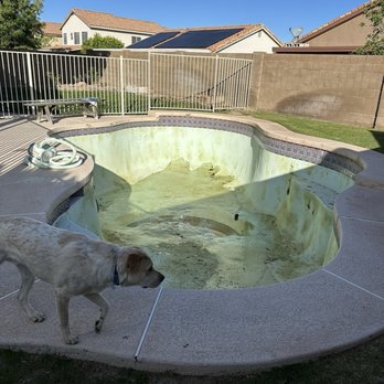 Sunset Pools - When the pool was first drained. Shows how bad the condition was. - The image depicts an empty swimming pool in a backyard, with visible dirt, algae, and discoloration on the pool's interior surfaces. The pool is surrounded by a concrete deck, and a dog stands at the edge, looking into the pool. The backyard is enclosed by a fence, with neighboring houses visible in the background under a clear blue sky. - Artificial Turf Near Me