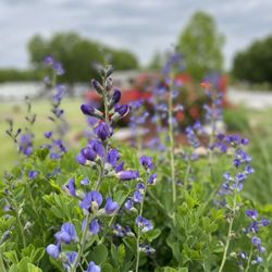 Cottonwoods Rv Park - Beautiful spring flowers