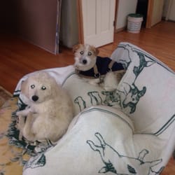 Woodside Dog Camp - Inside my house potty training a young puppy