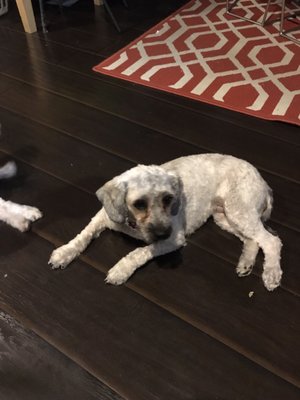 classy dogs mobile grooming