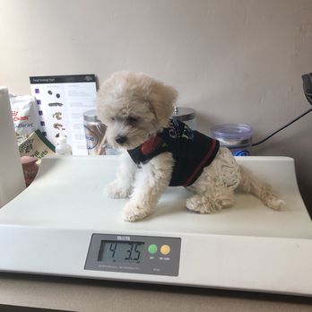 Ooh Puppy - She's our lil fatty fuzzball - Pet Groomers Near Me - La Mirada, California Ooh Puppy - She's our lil fatty fuzzball - Pet Groomers Near Me - La Mirada, California