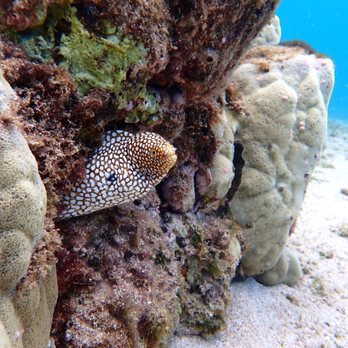 Destination Diving and Snorkel Maui - Scuba Diving Near Me