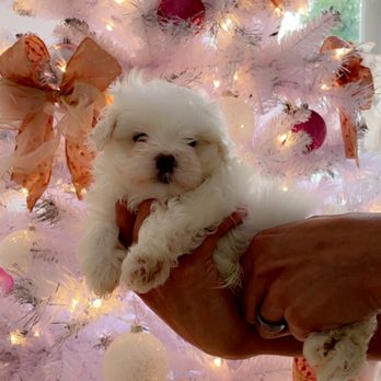 Pawfect Puppies - Pet Groomers Near Me - Pembroke Pines, Florida Pawfect Puppies - Pet Groomers Near Me - Pembroke Pines, Florida