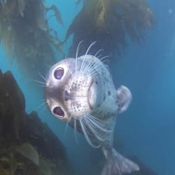 Scuba Diving San Diego - Scuba diving in San Diego with harbor seals.