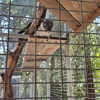 Wild Cat Education and Conservation Fund - Mountain Lion - Walking Tours Near Me