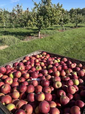 Rulfs Orchard by null