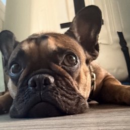 My baby Frenchie -Prada