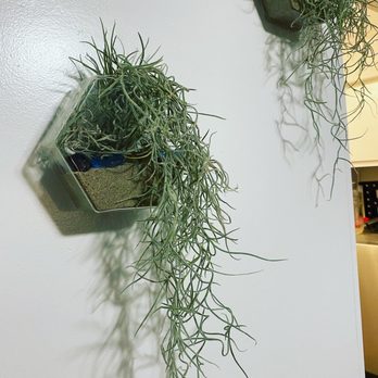Plantiitas - Moss - Home Decor Near Me - Long Beach, California