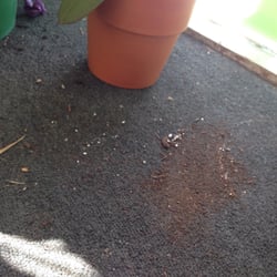 Lancaster House of Pizza - A very small example of the filth in this restaurant