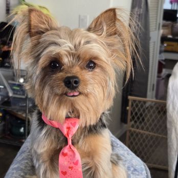 Pet's 1st Choice - This is what he shoild have looked like Told not to cut the ears, tail or scroog jaws. - Pet Groomers Near Me - Chino Valley, Arizona Pet's 1st Choice - This is what he shoild have looked like Told not to cut the ears, tail or scroog jaws. - Pet Groomers Near Me - Chino Valley, Arizona