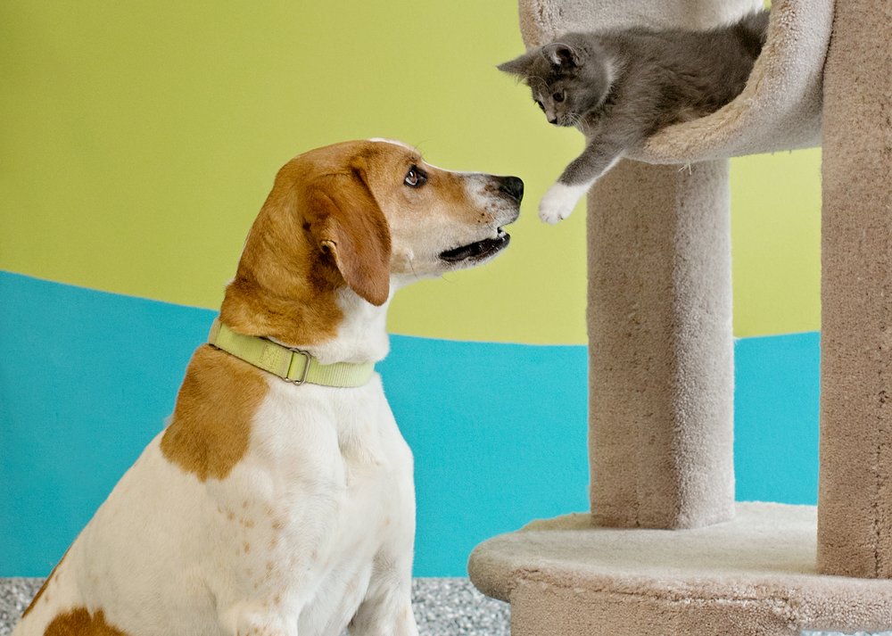 LEAGUE FOR ANIMAL WELFARE 10 Photos & 15 Reviews 4193 Taylor Rd