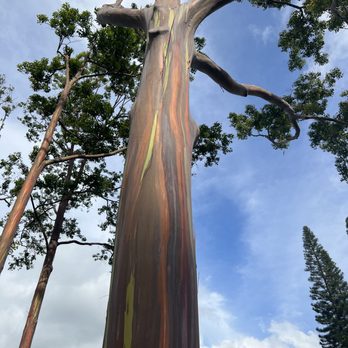 Aloha Sunshine Tours - Bus Tours Near Me - Honolulu, Hawaii
