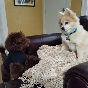 Fetch Pet Care Royal Oak - Birmingham - Dog Walkers Near Me Fetch Pet Care Royal Oak - Birmingham - Dog Walkers Near Me