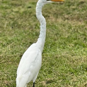 P Phillips Community Park - Great Egret - Dog Parks Near Me - Orlando, Florida