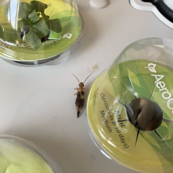 Grayson Termite & Pest Control - Earwig sunbathing in our kitchen - Pest Control Near Me - Thousand Oaks, California
