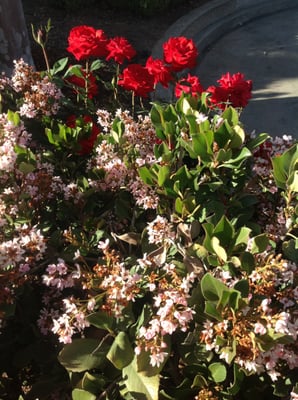 Dedeaux Field by null