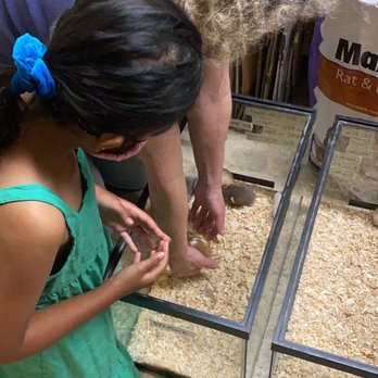Furball Critters - Highly recommend! Diane is very patient and explained my daughter how to handle and take care of hamsters. - Pet Breeders Near Me - Santa Cruz, California Furball Critters - Highly recommend! Diane is very patient and explained my daughter how to handle and take care of hamsters. - Pet Breeders Near Me - Santa Cruz, California