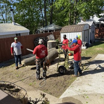 Red Maple Tree Services - Tree Services Near Me Red Maple Tree Services - Tree Services Near Me