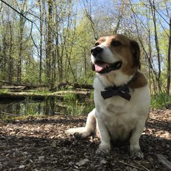 Boyer Nature Preserve