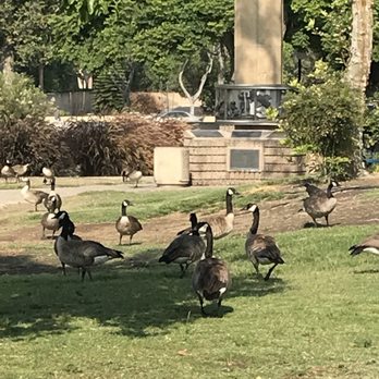 Community Center Park - Morning gandering - Parks Near Me - Garden Grove, California