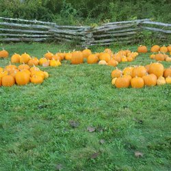 Pumpkins in the field at maple bank farm