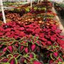 Photo of Rose City Nursery